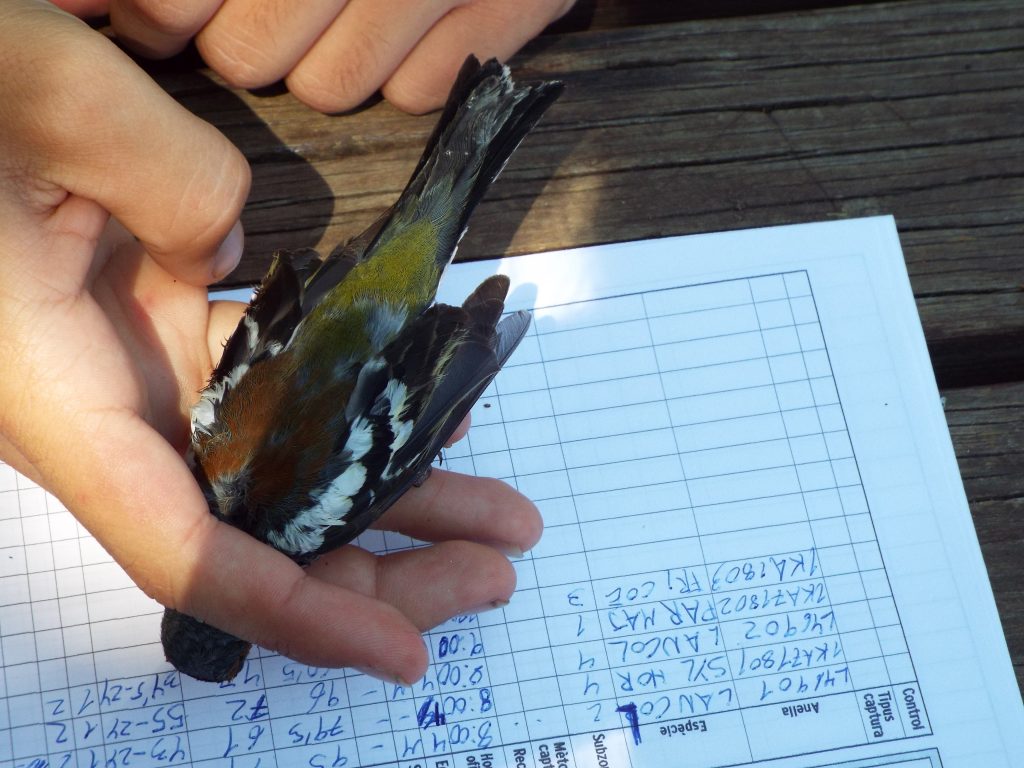 Activitat d'anellament d'ocells i estudi de fauna