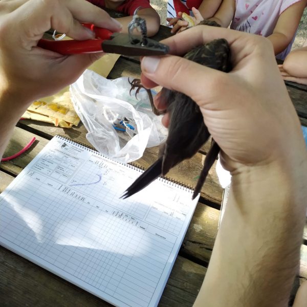 Detall d'un ocell durant l'anellament científic