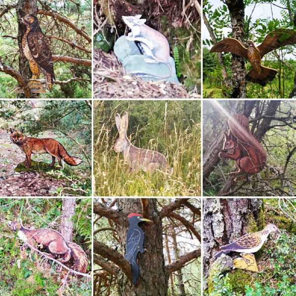 Observació d'animals a la natura